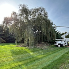 Plant-Health-Care-for-Weeping-Willow-Diseased-Oak-and-Crape-Myrtle-Pruning-in-Queen-Anne-MD 8